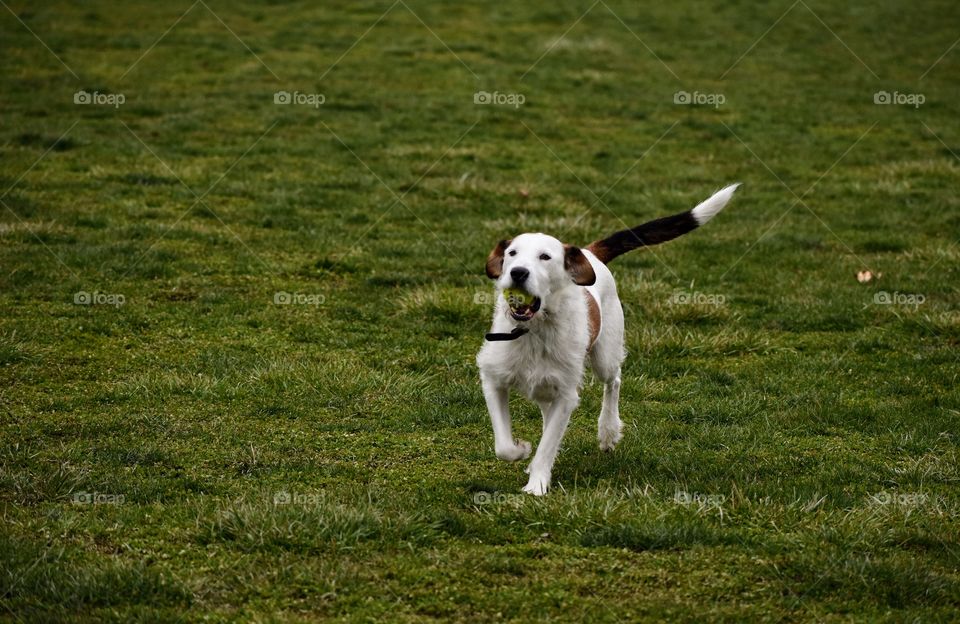 Happy dog playing fetch 