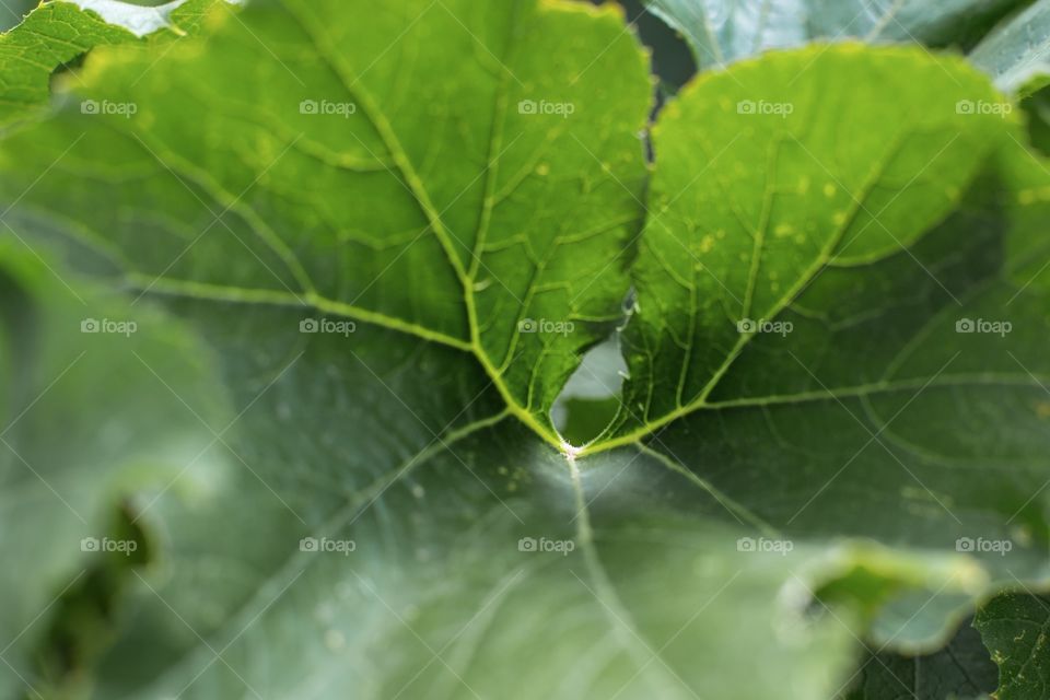 Garden zucchini leaf 