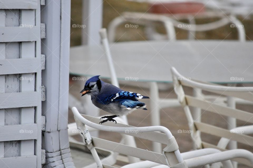 Blue jay foraging for food perched on bench
