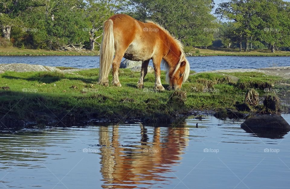Reflection of pony grazing on grass