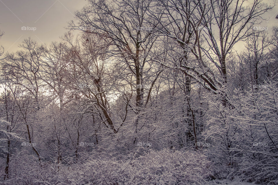 Winter forest in snow