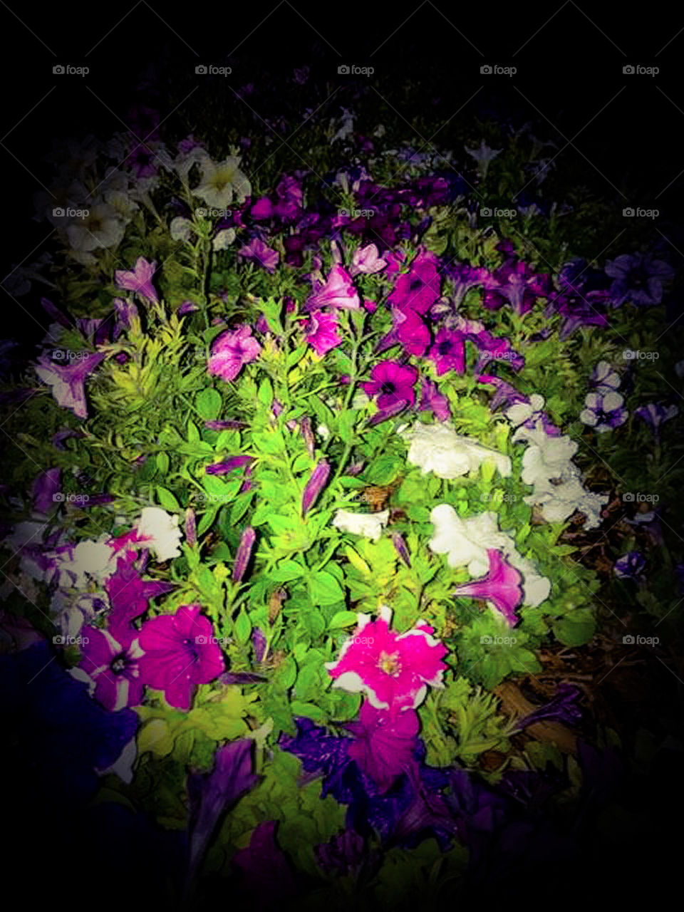Petunias at Night