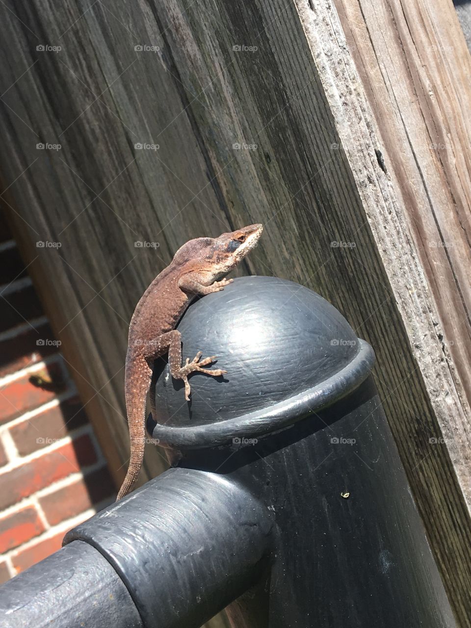 Brown lizard 