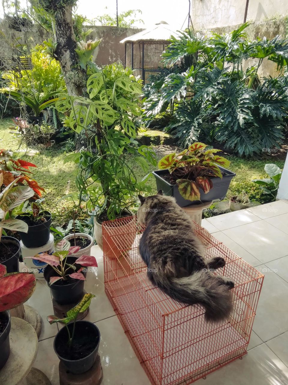 i'm cat lover and nature lover