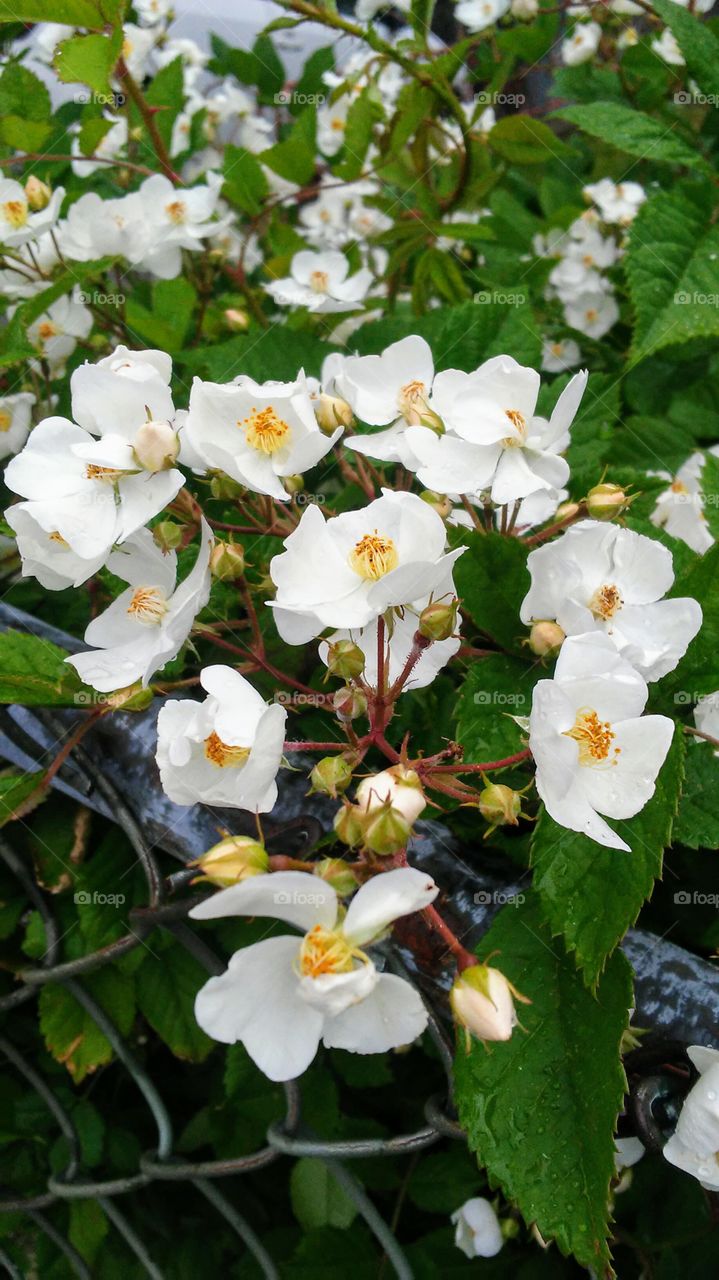 summer.flowers.beauty.simple