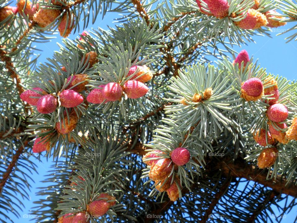 cones on the Christmas tree began to grow in spring
