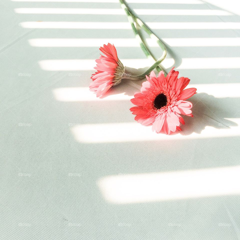 Flowers lying down at home