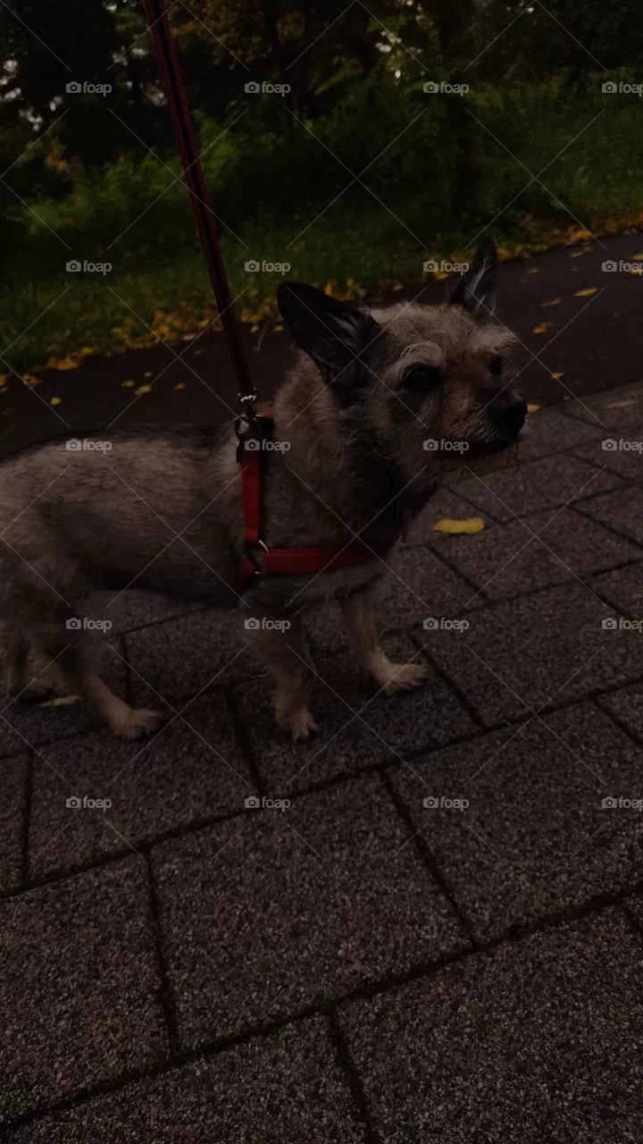 dog story