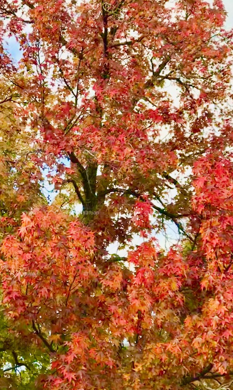 Autumn colors 
