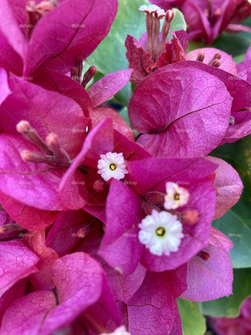 🌹 🇺🇸 Very beautiful flowers to brighten our day.  Live nature and its beauty. Did you like the delicate petals? / 🇧🇷 Flores muito bonitas para alegrar nosso dia. Viva a natureza e sua beleza. Gostaram das pétalas delicadas? 