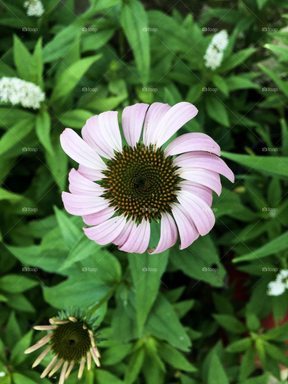 Overheard photo of a beautiful pink flower. 