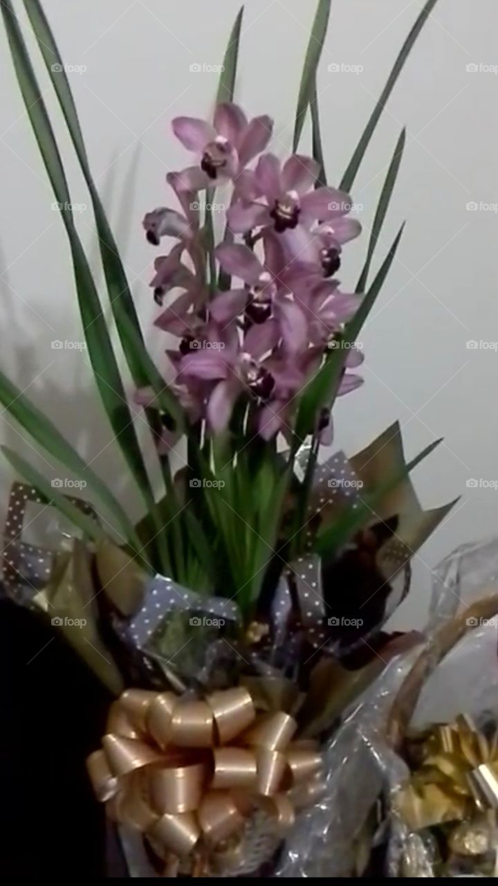 orquídeas