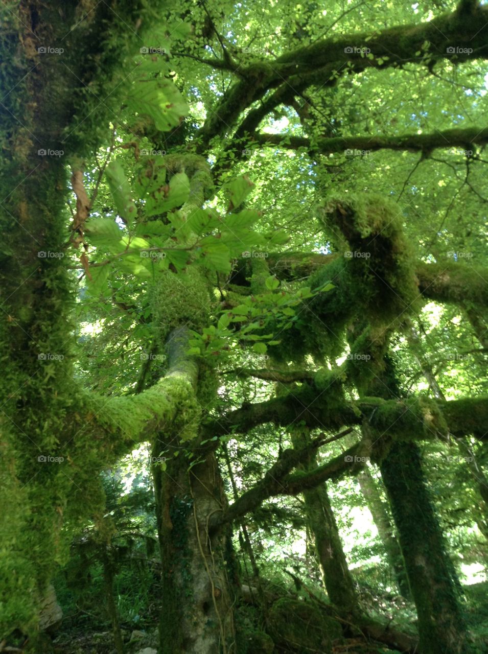 Grass started to grow on trees too