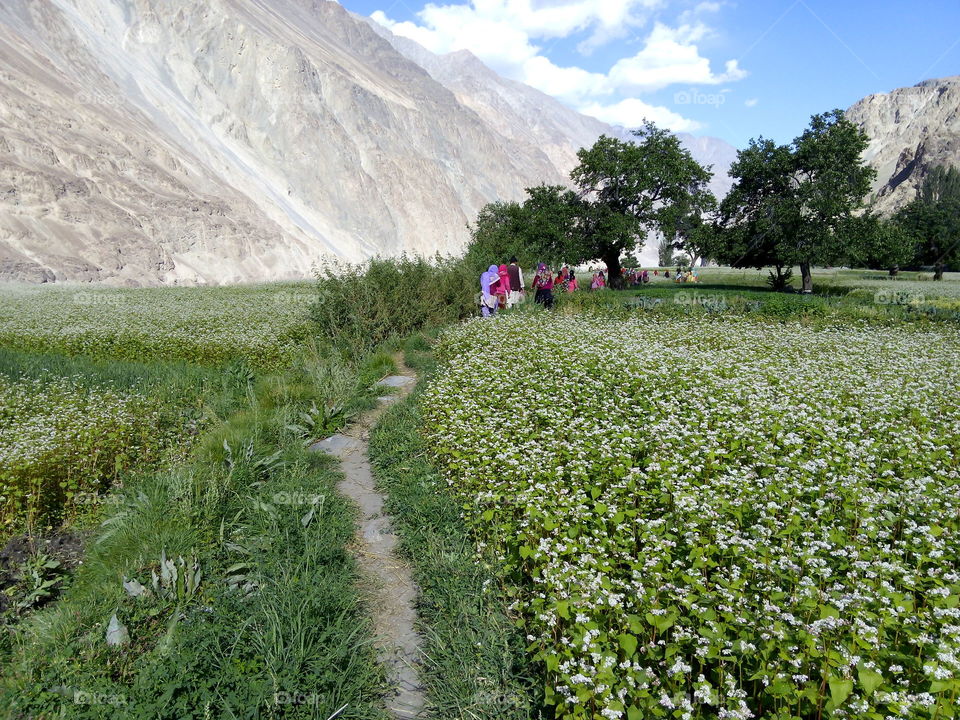 The villagers on footpath in Bongdang the village of Leh, Laddakh.