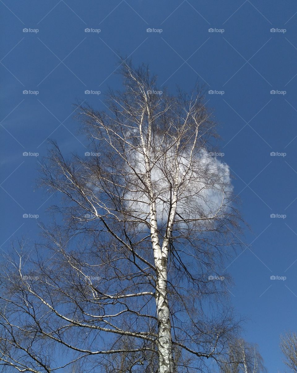 birch tree blue sky background spring time