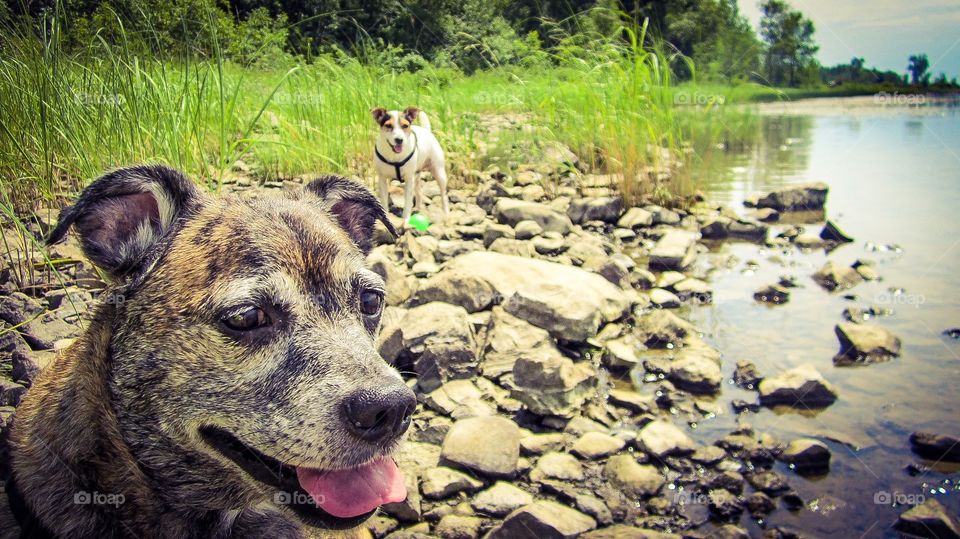 Dog at river side