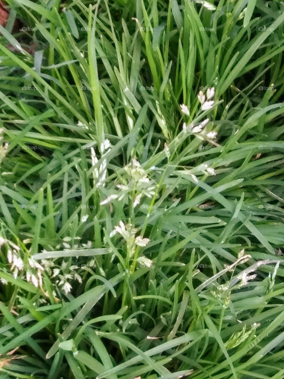 time to mow the lawn