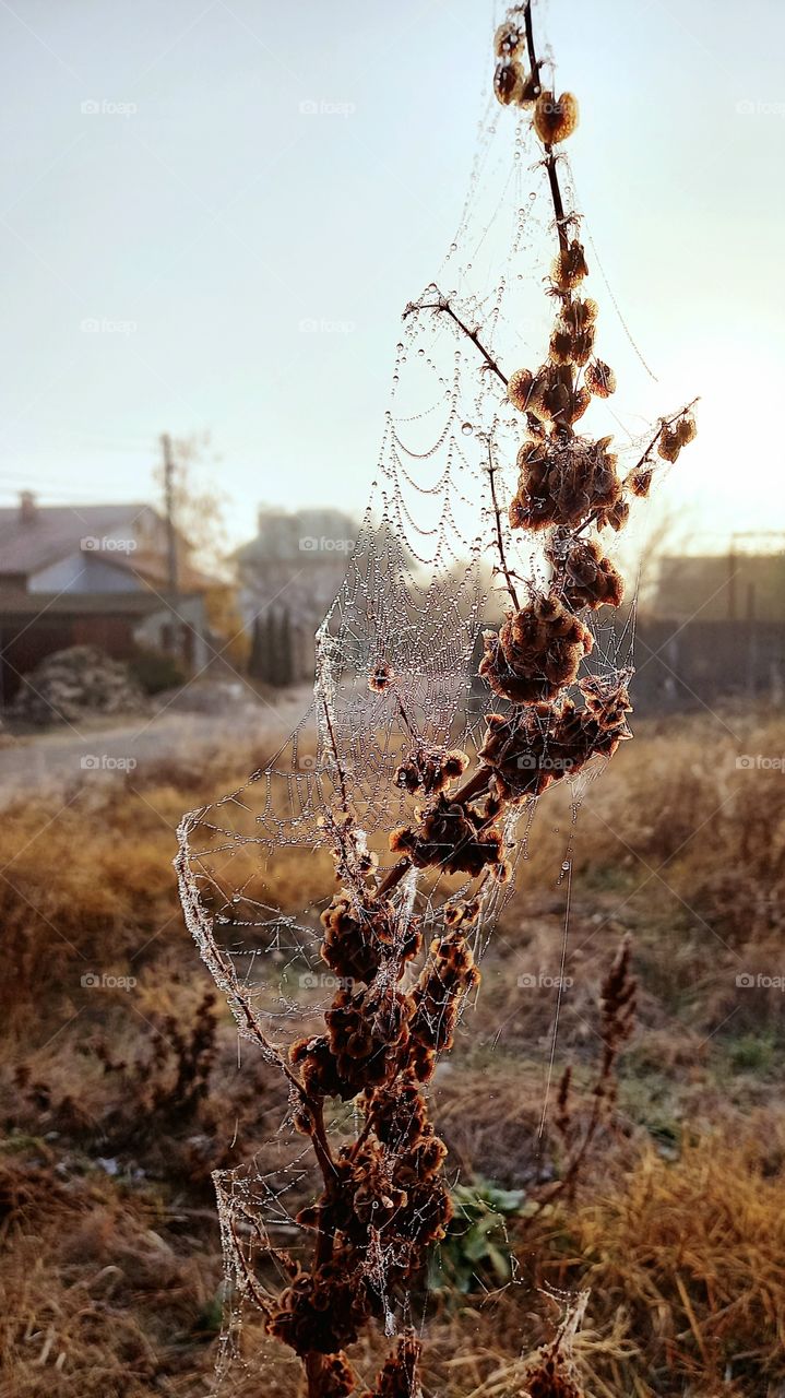 autin on a plant