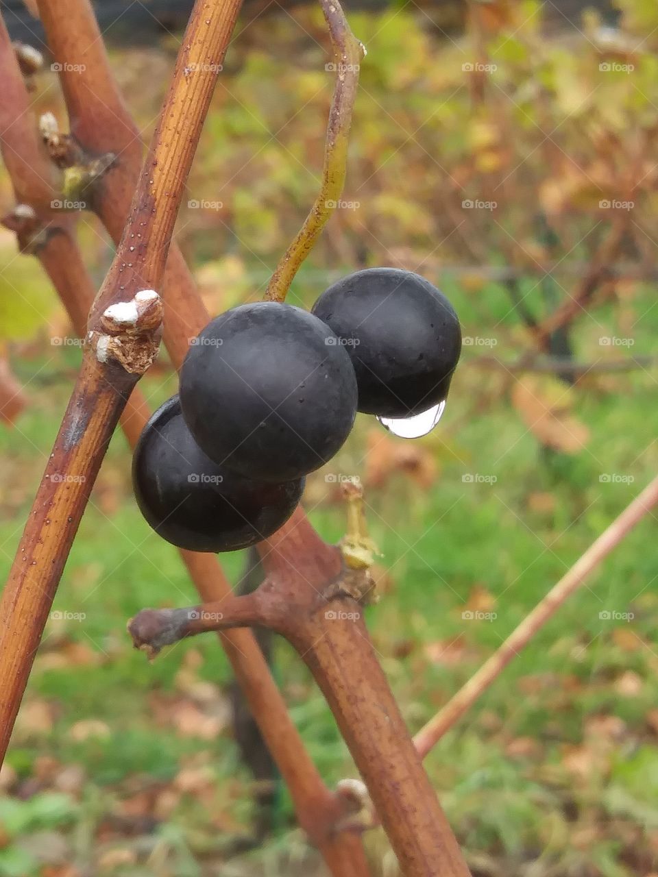 After the harvest/ wine grapes on grapevine
