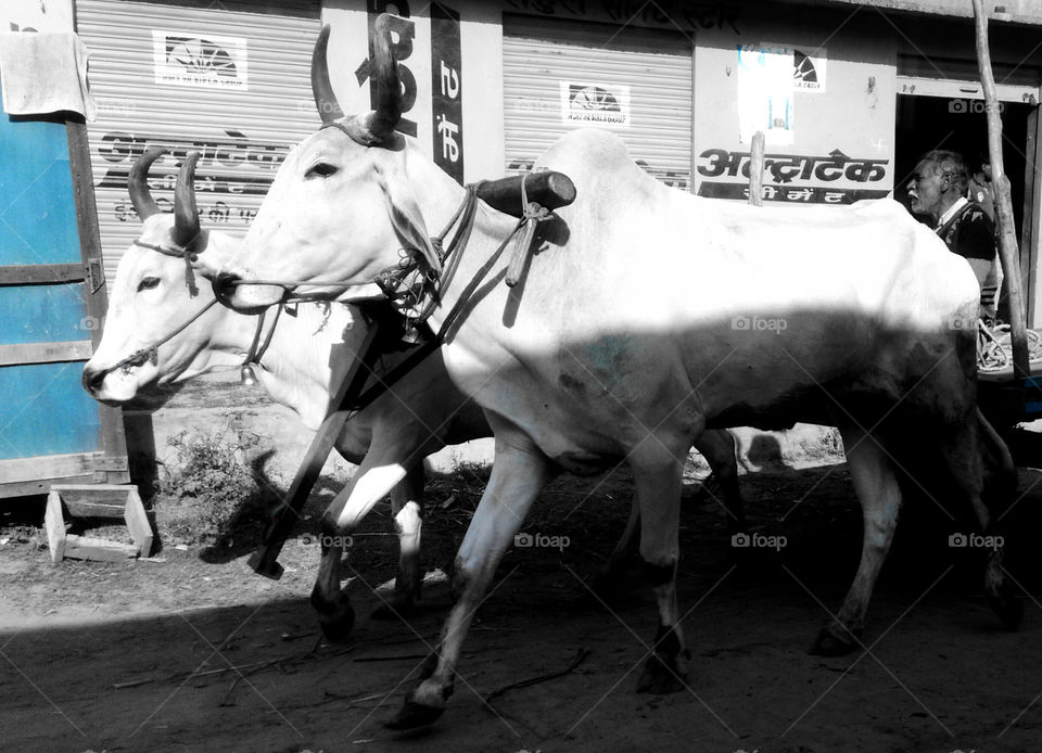 Bullock Cart