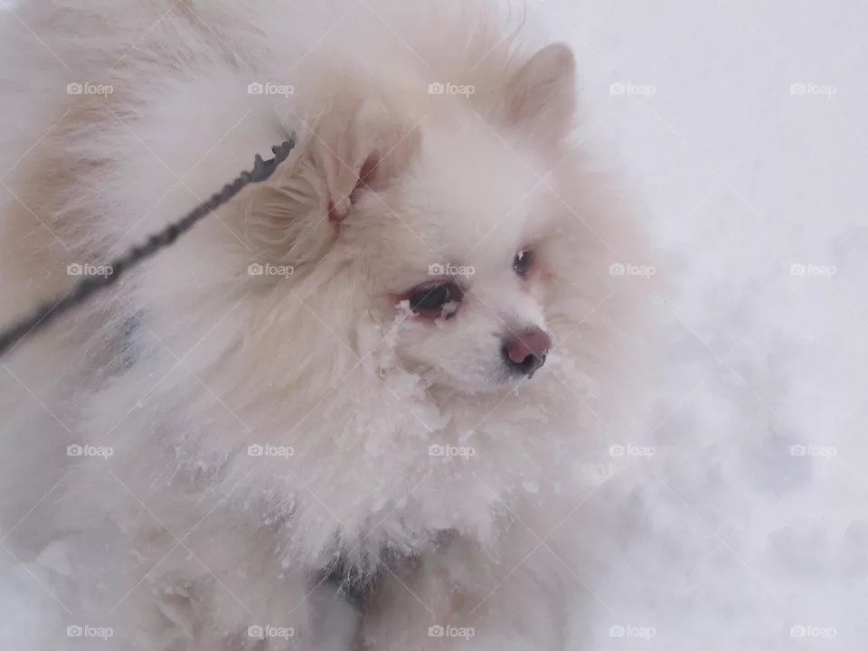 my favorite dog, my spitz, winter, snow, winter walk, frost,