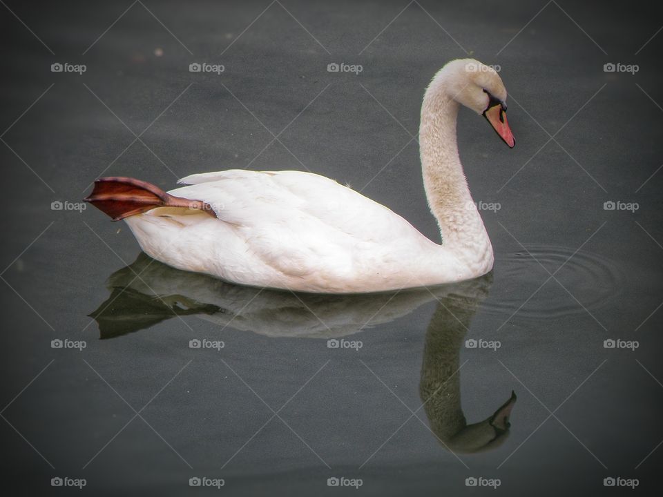 Swan swimming on lake