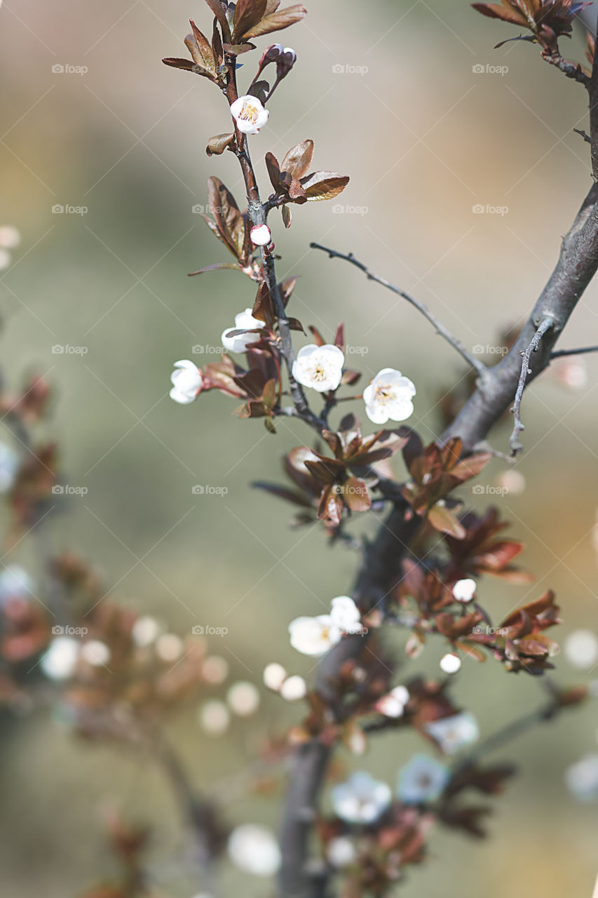 Spring flowers on the tree 