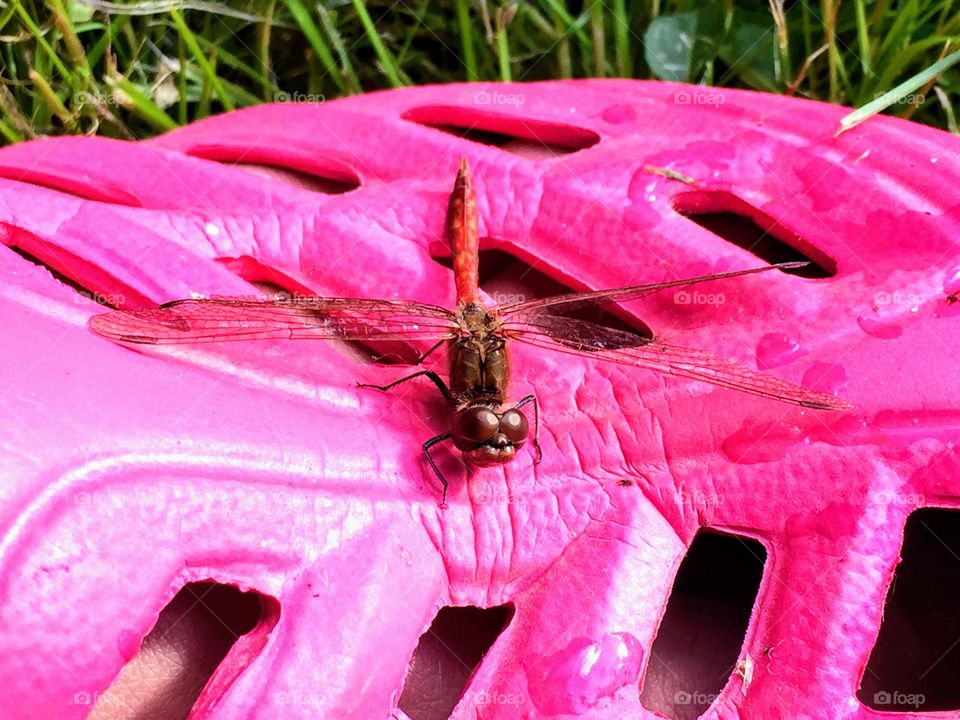 Barbie style! Dragonfly on the pink shoe