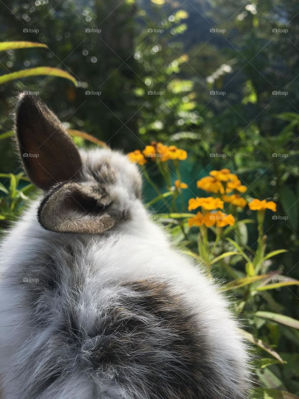 Beautiful rabbit