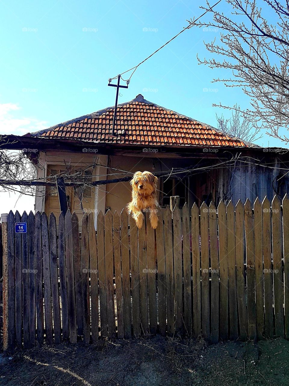 curious dog