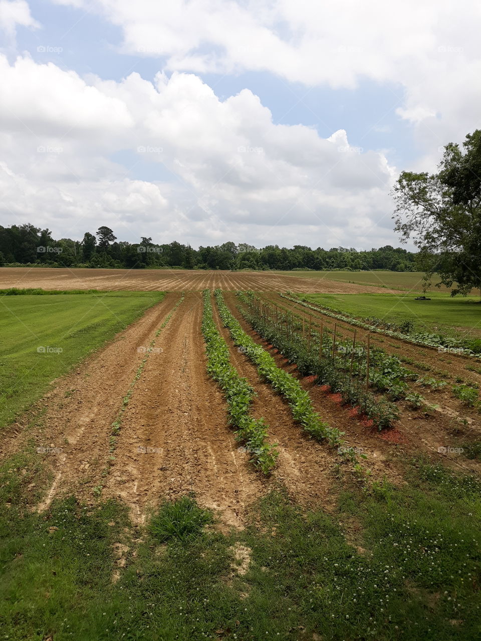 Father-in-laws Garden