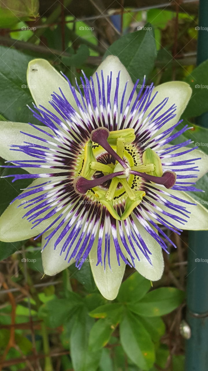 passion flower