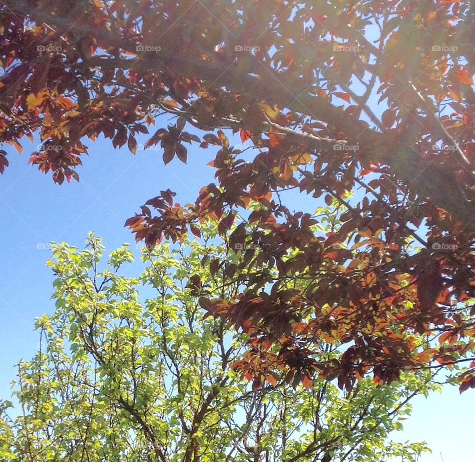 Red leaves green leaves 