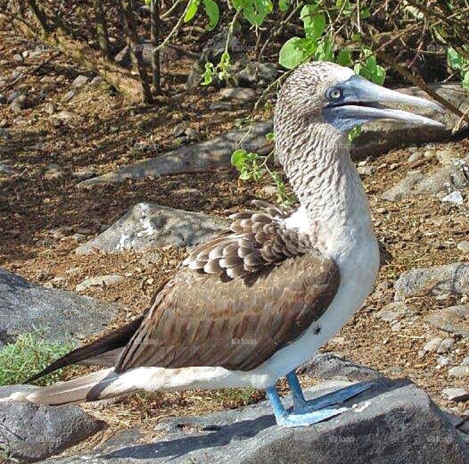 Bluefooted Booby