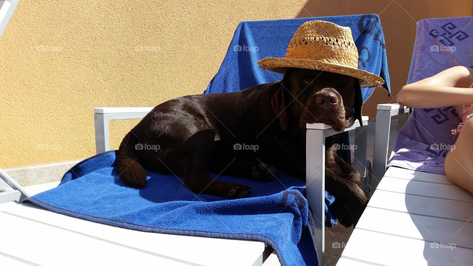 chocolate labrador with a hat. chocolate labrador wearing a hat while suntanning