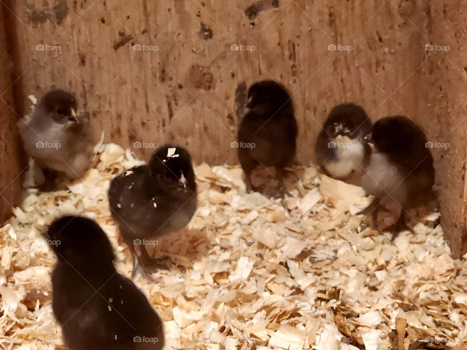 Baby chicks