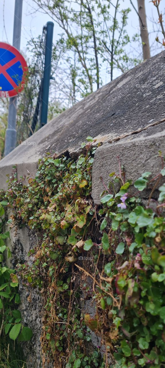 Mauerpflanzen - Wall plant