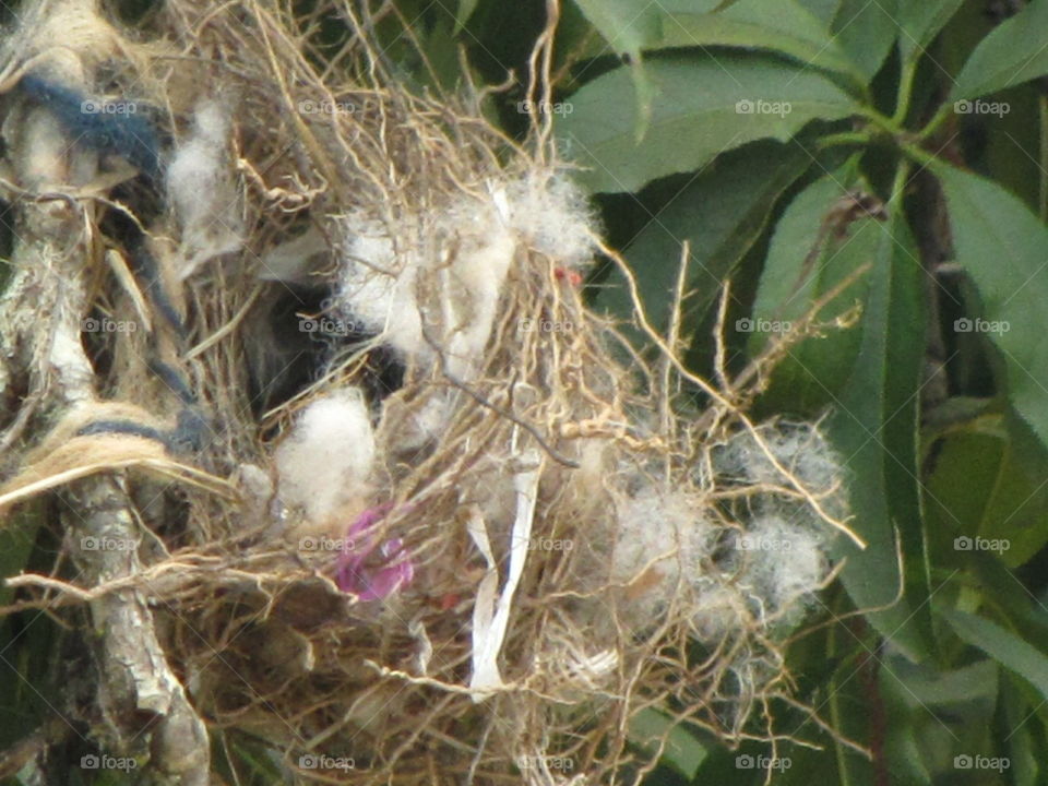 Bird in nest.