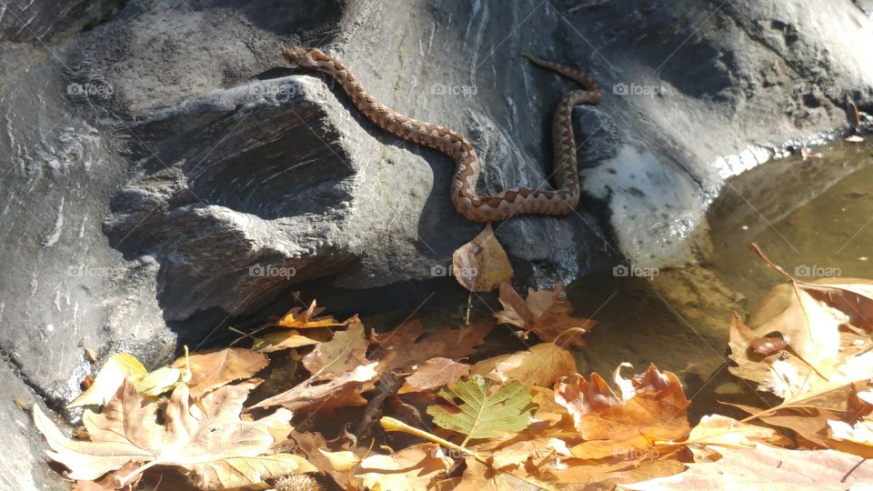 Autumn snake