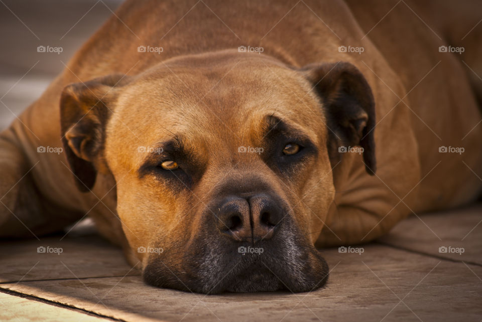 our pet boerboel resting on the side of the pool