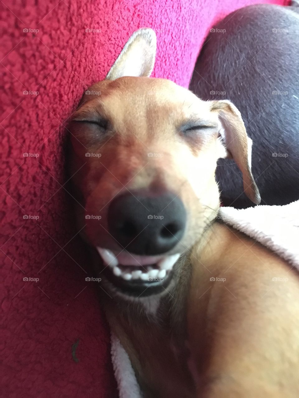 Amber the Italian greyhound puppy smiling while asleep laid on the sofa