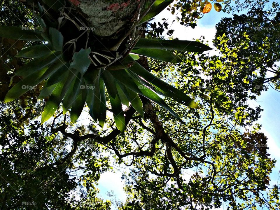 A jóia da árvore é a bromélia.