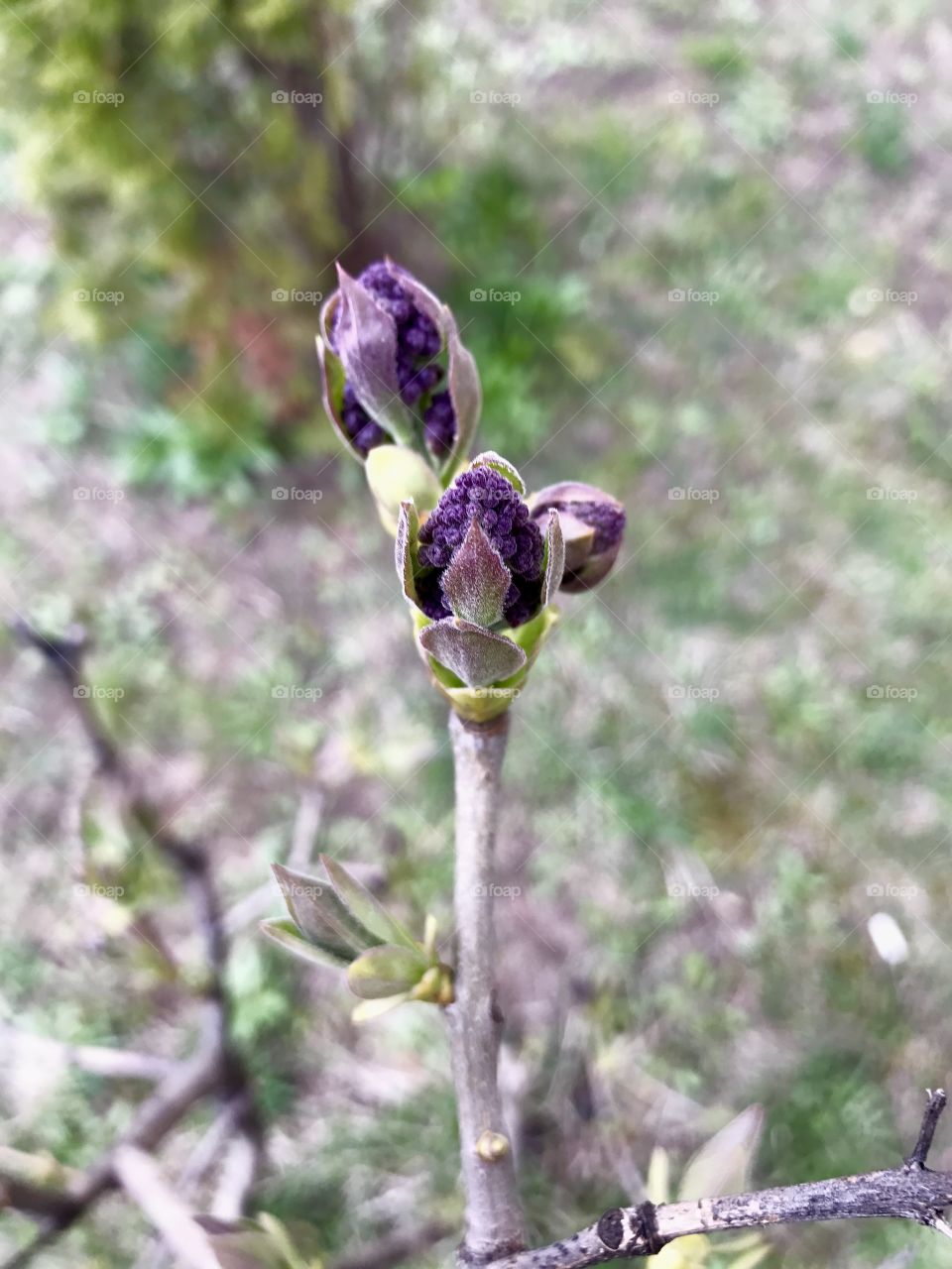 First spring leaves 