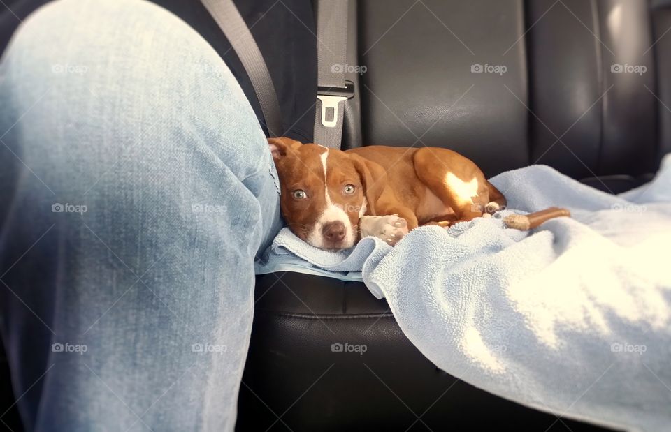 Sweet mix hound terrier puppy with green eyes blue face red nose brindle coat rides in the car with a man sitting beside her laying on a blue towel with her nylabone sitting next to her