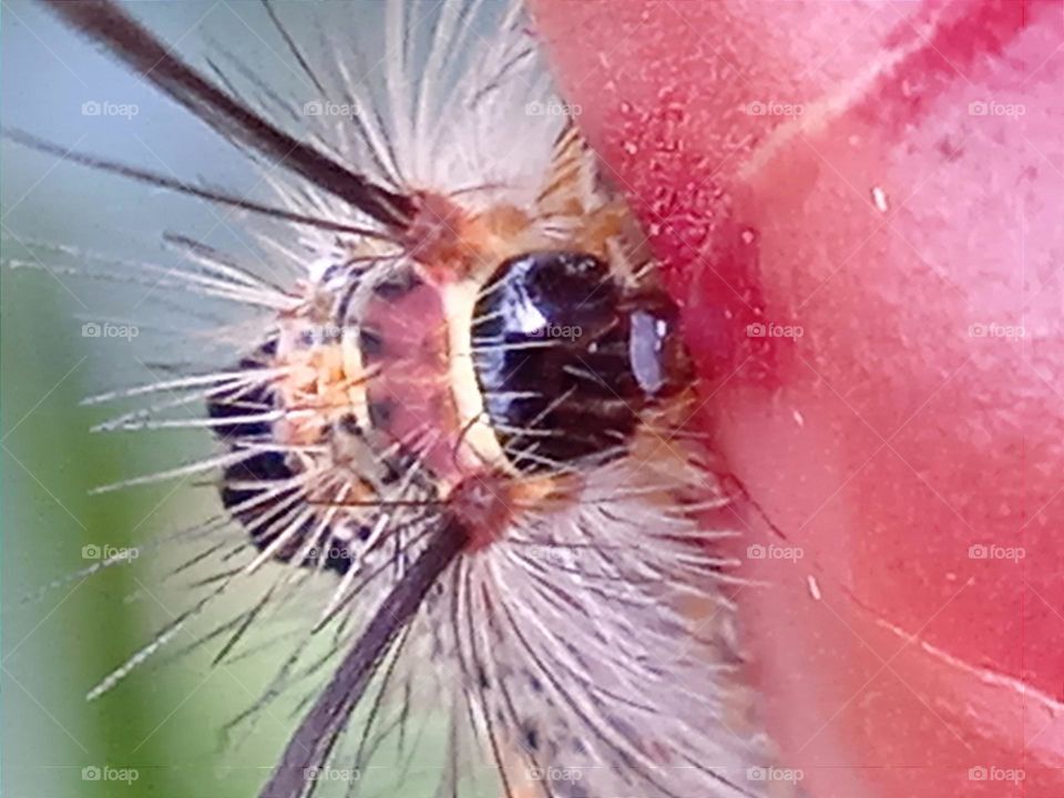 A caterpillar eating flower.