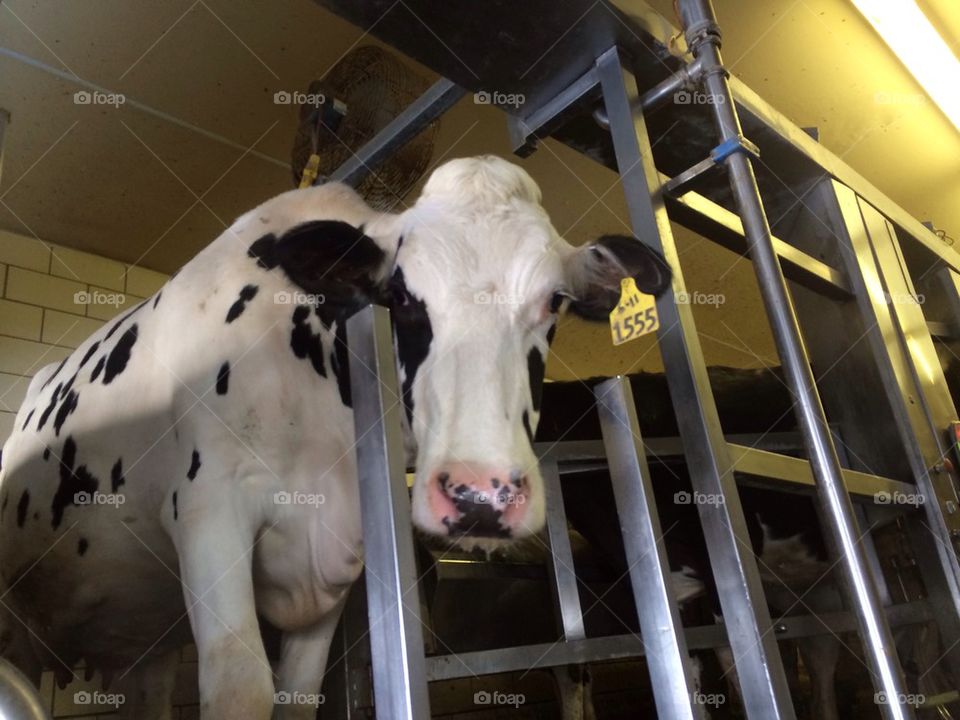 One ear tag - the new fashion statement