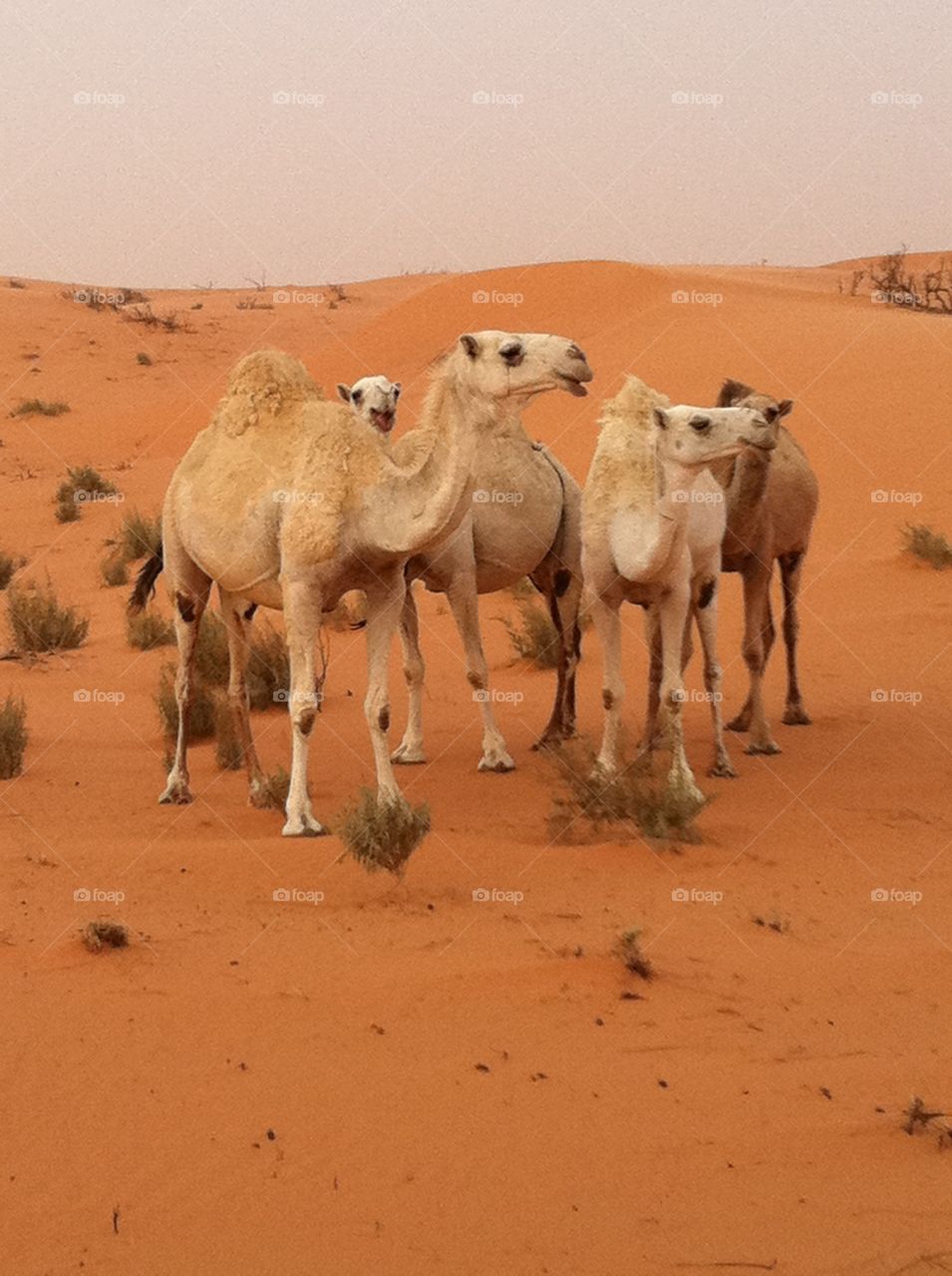 Wild camels in Saudi Arabia