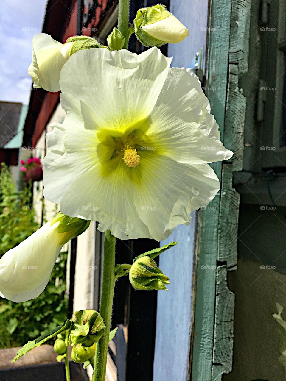 White flower! 