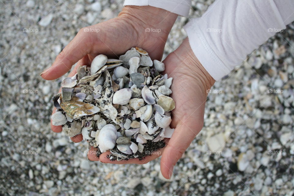 Hand Fill of Shells