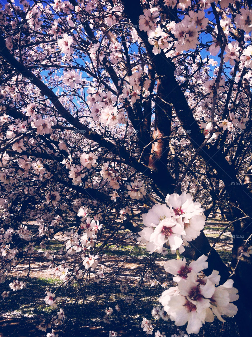 sky pink flower blue by JB325